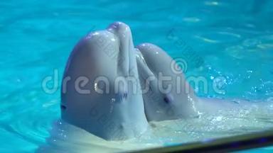 海豚馆，海豚表演及水上乐园表演.. 白鲸在水里跳舞，白鲸。 白海豚游泳